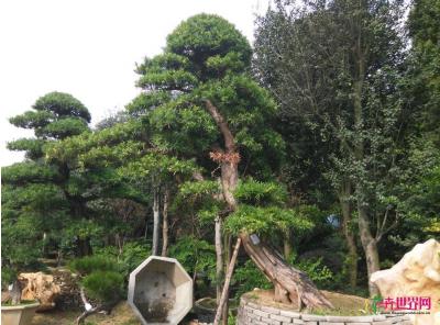 日本罗汉松