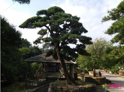 日本罗汉松